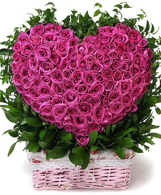 Serducho - Rosejolly2