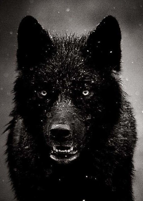 FB_IMG_1519033953411.jpg - Satyri