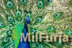 MilFuria relaksacyjno-odpoczywająca