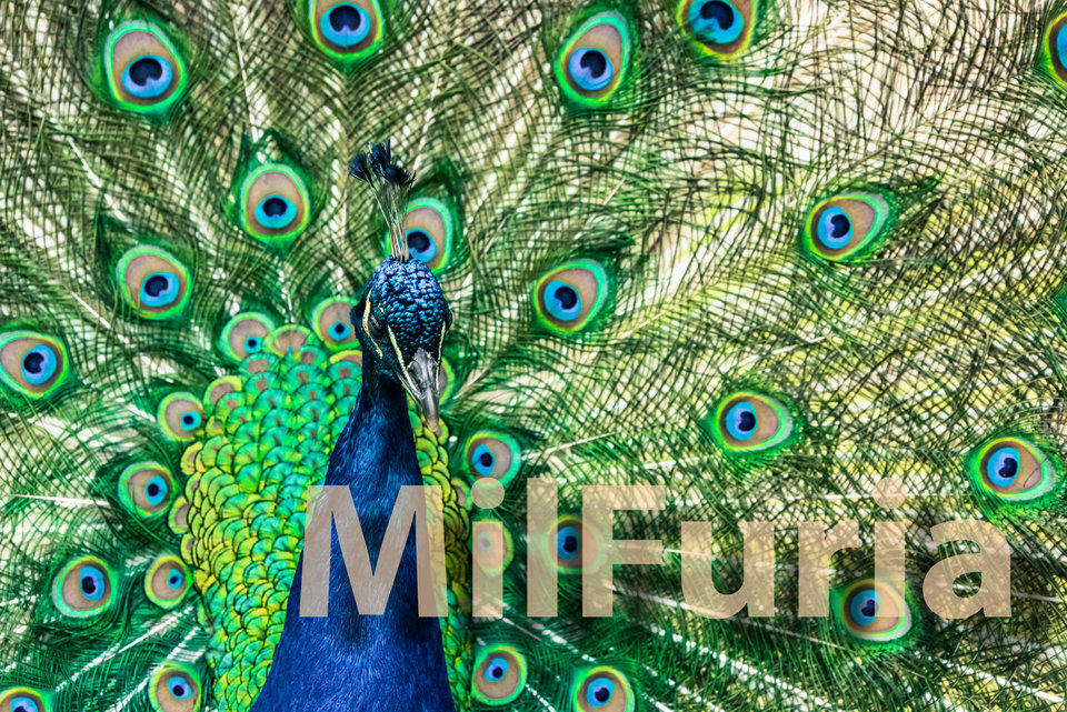 MilFuria relaksacyjno-odpoczywająca - milFuria