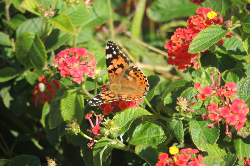 motyl.jpg - Nienasyceniec