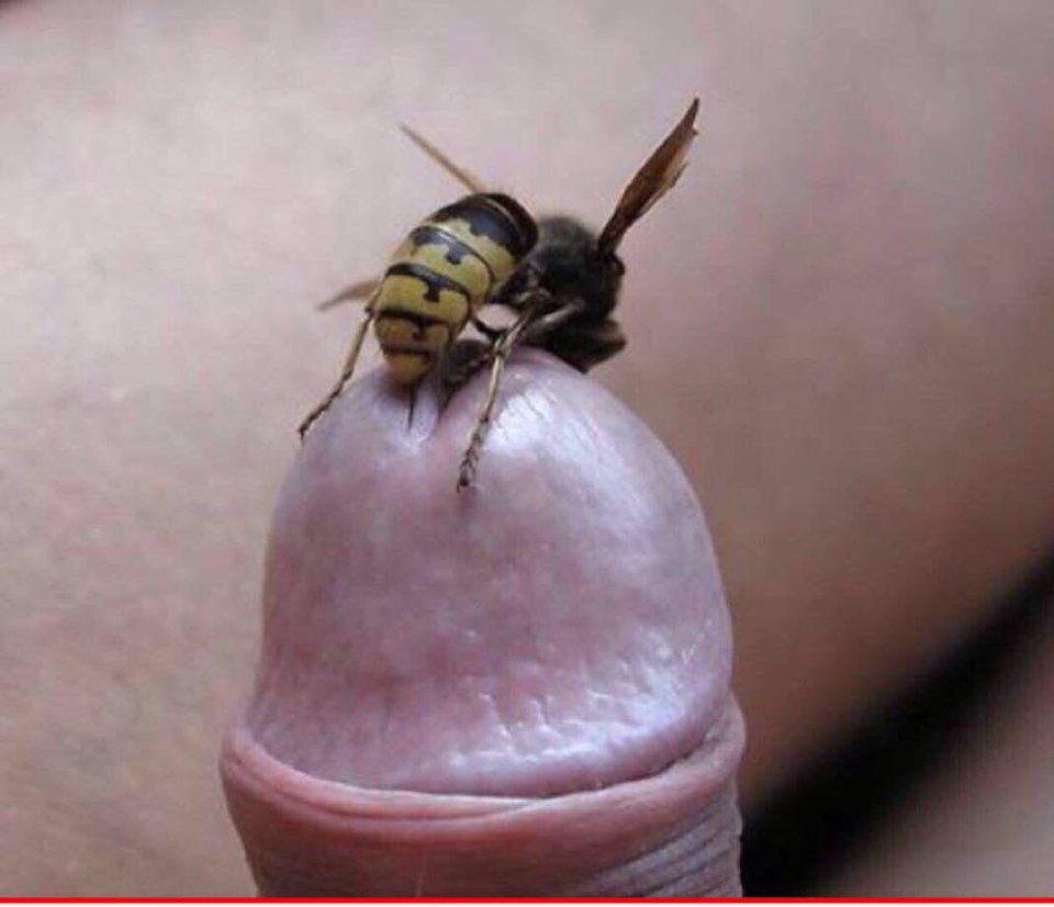 Naturalna metoda powiększenia penisa 🤣🤣🤣🤣 - parpolaca