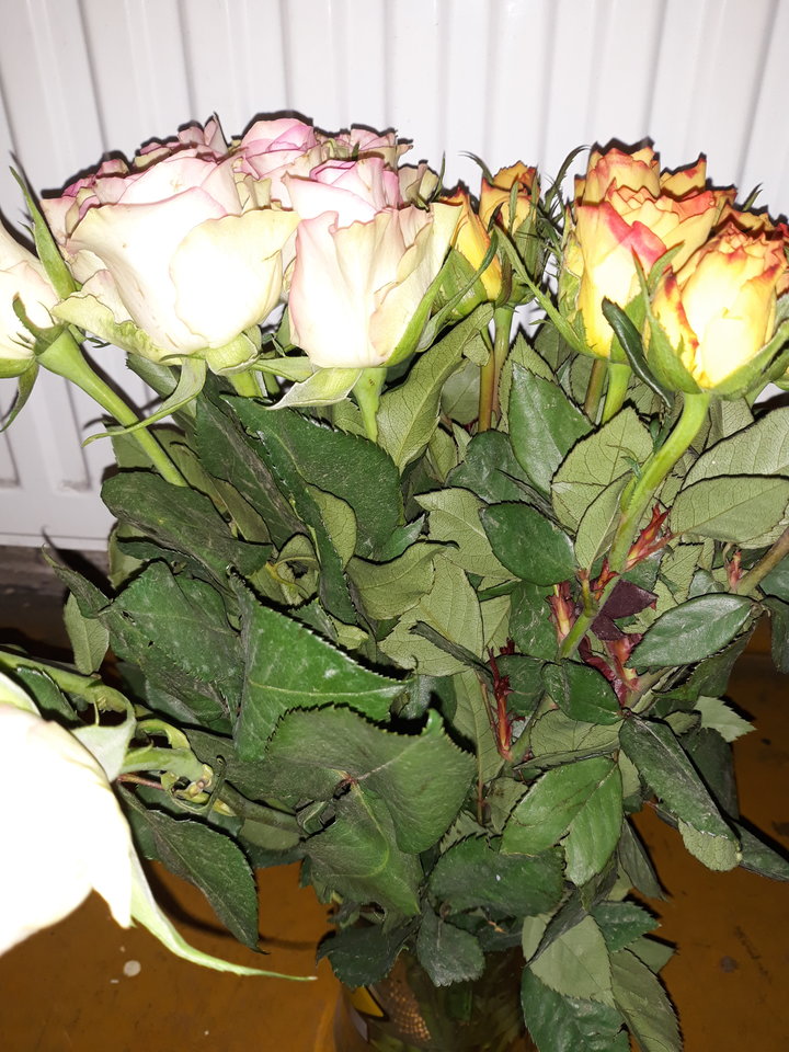 20180308_104649.jpg - wirtualna11