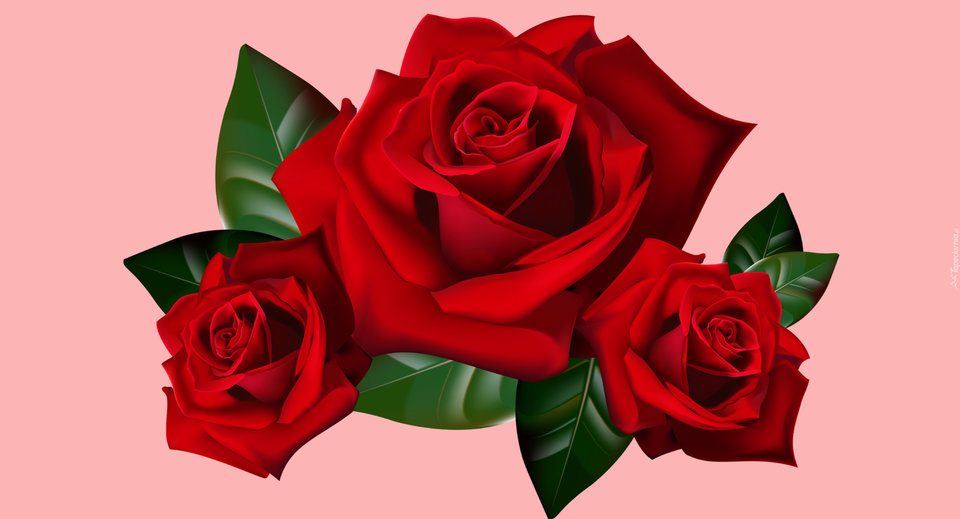 tapeciarnia.pl-tapeta-trzy-czerwone-roze-w-grafice.jpg - Wikinowa