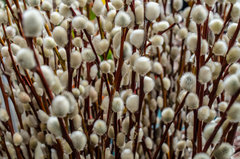 Wiosna - ach to ty :))