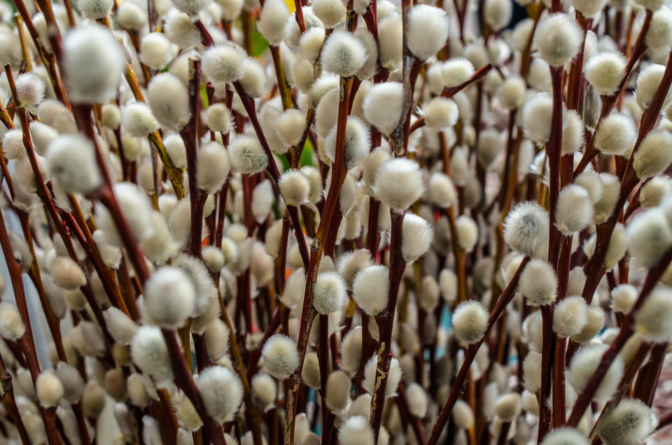 Wiosna - ach to ty :)) - mystic