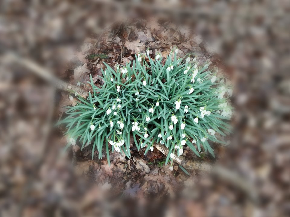 IMG_20180322_171939.jpg - Eurydyka2956