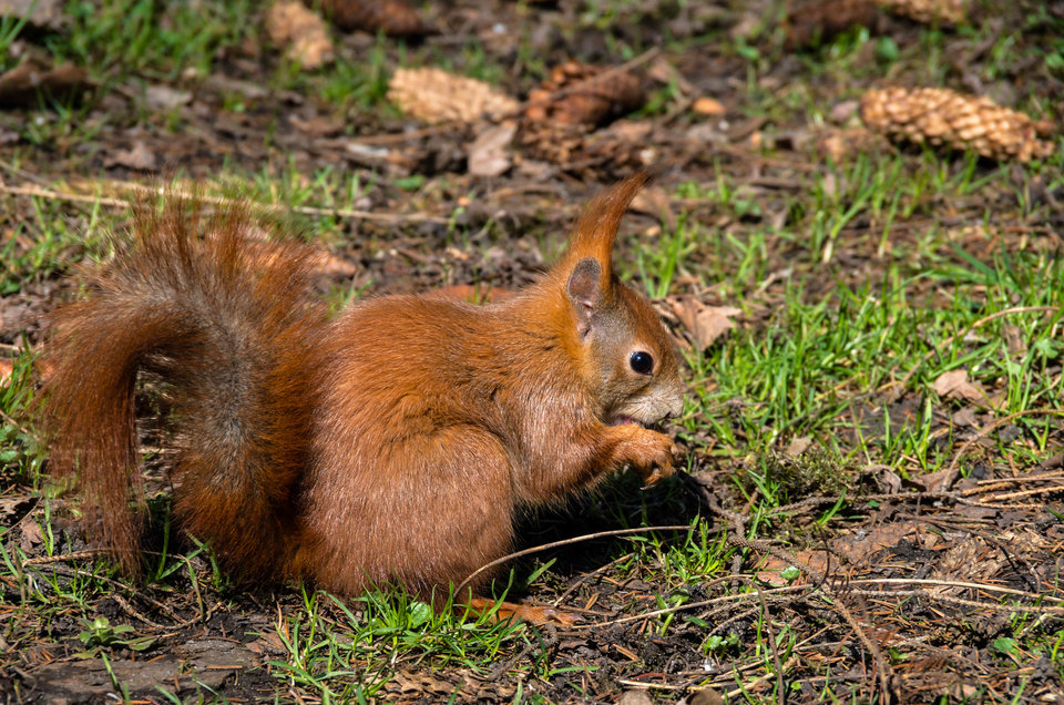 Za orzeszka czyni cuda - mystic