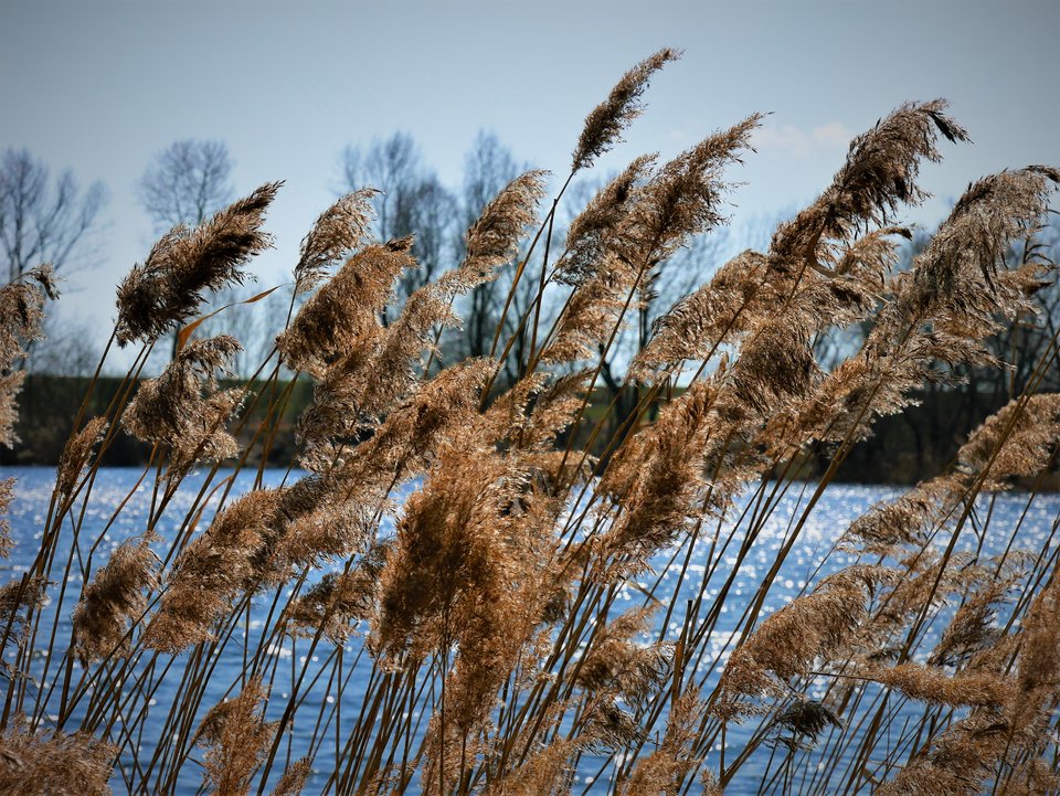 P1010179a.jpg - FoKam431