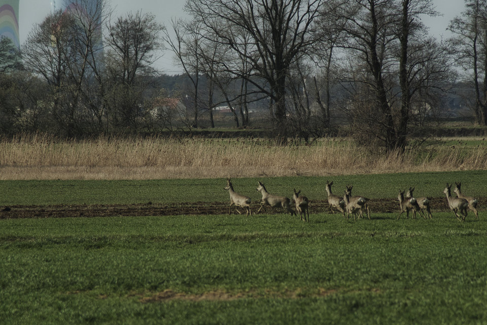 _DSC5080.jpeg - marquiz