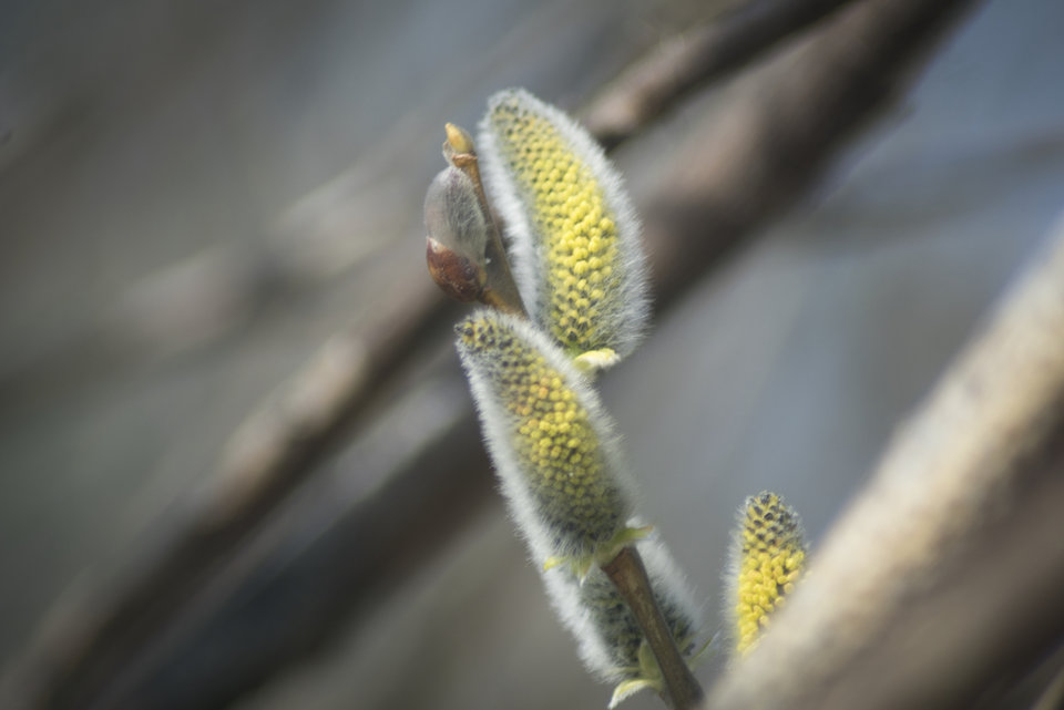 _DSC4915.jpeg - marquiz