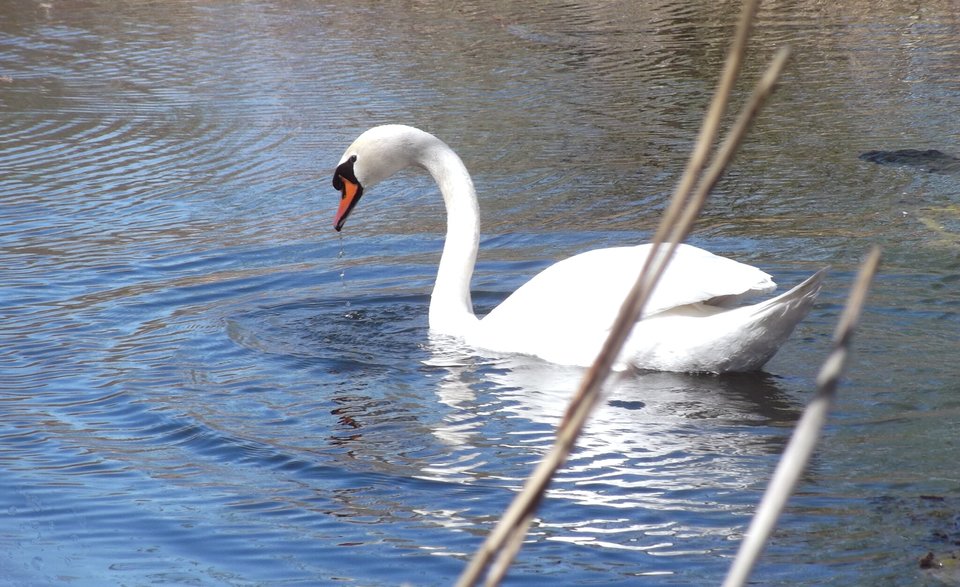 Łabędź się ślini  - adresat