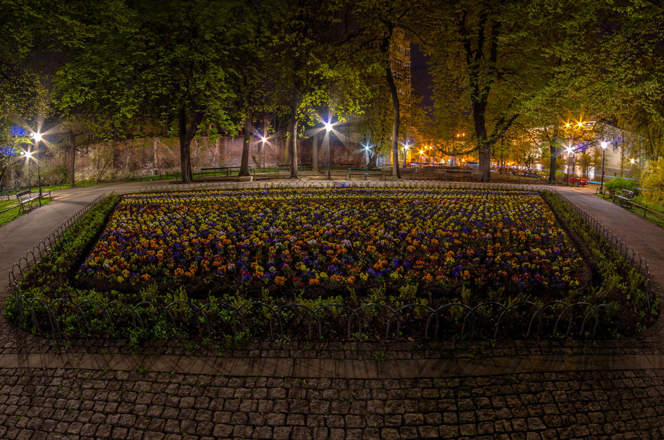 Bratki nocą - mystic