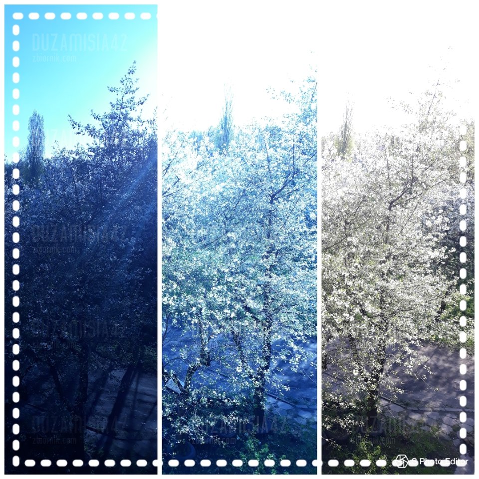 🌳🌳🌳 - Duzamisia42