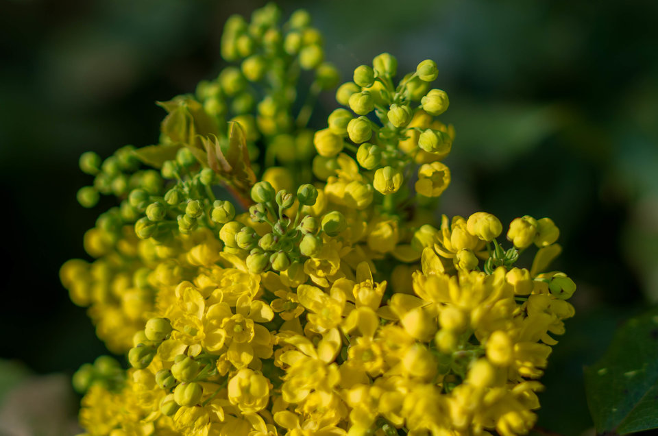 Se kwitnie :) - mystic