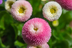 A nad nią szumiał gaj ;)