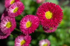 Sponsorem sesji była stokrotka :)