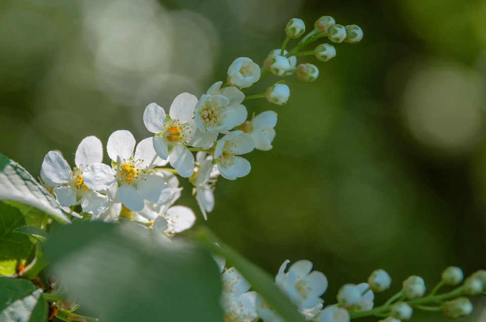 Dalej kwitniemy - mystic