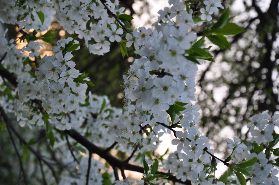 DSC_8297.JPG - markonii35