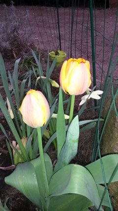 20180423_072317.jpg