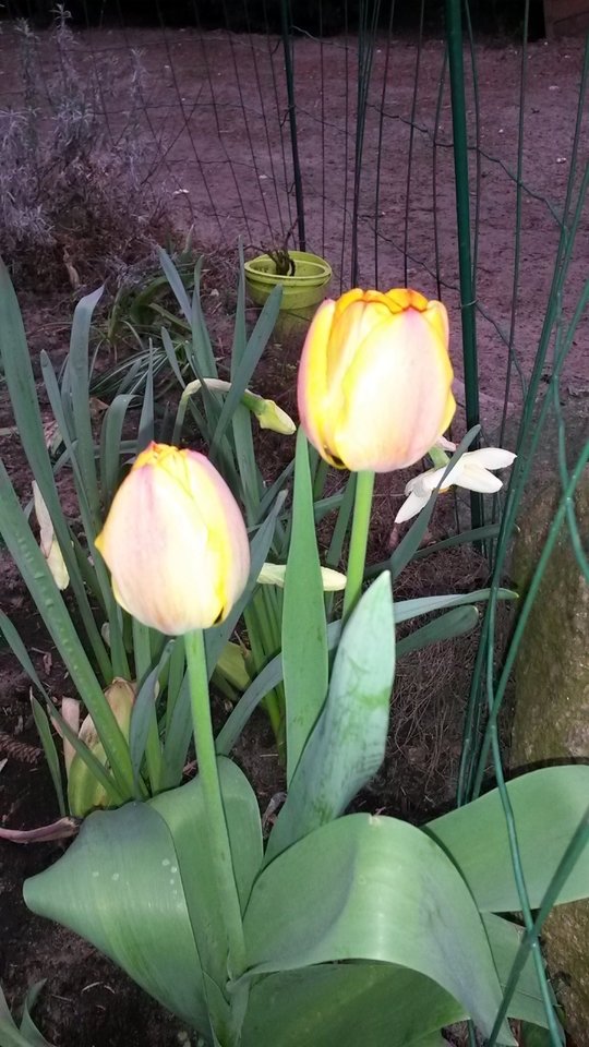 20180423_072317.jpg - Xx50plus
