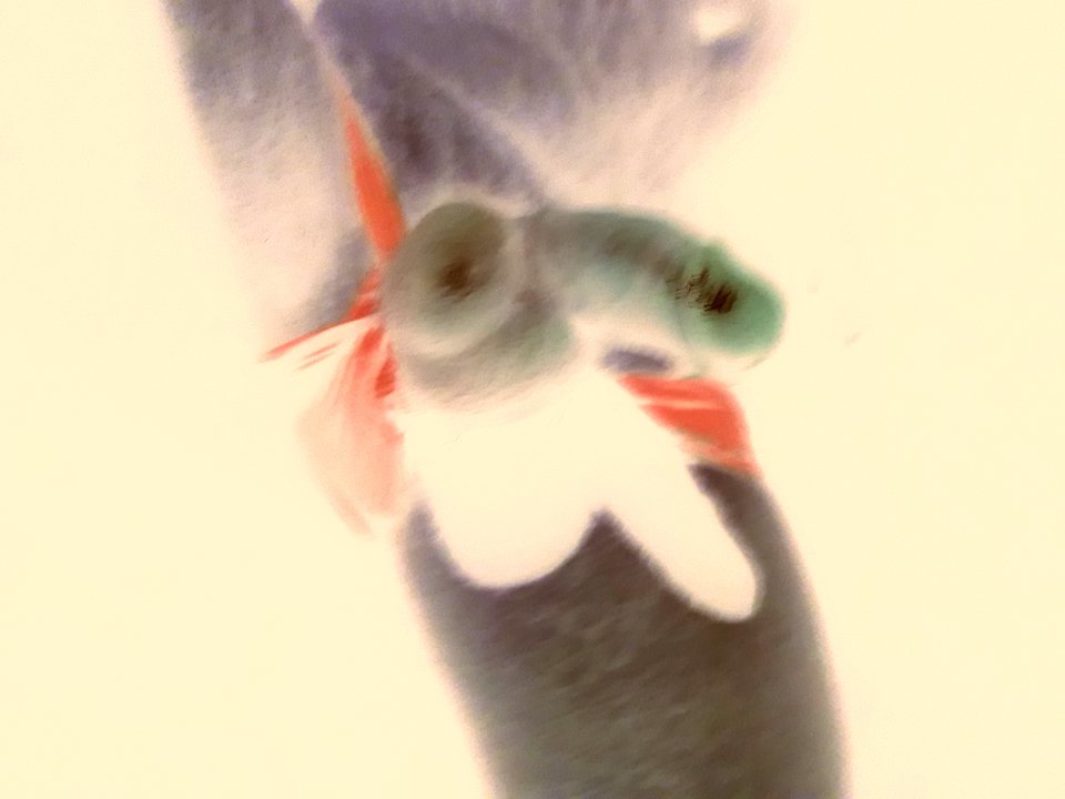 20180425_023951.jpg - flilipo