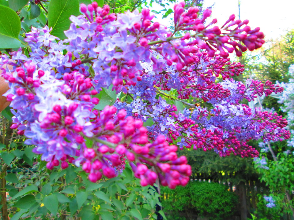 Obraz 022.jpg - DajeWam