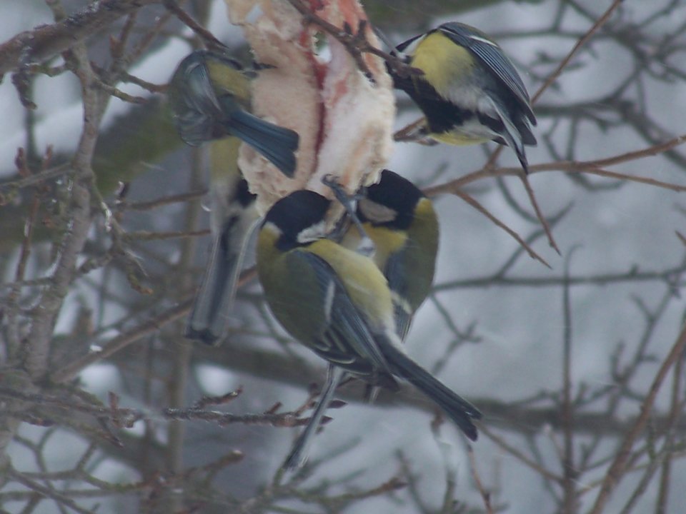 zdjęcie 123.jpg - Wampired