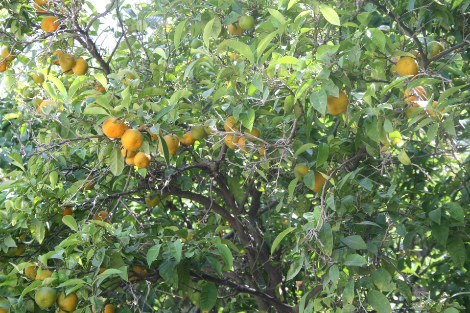 Obraz 337.jpg - Wampired