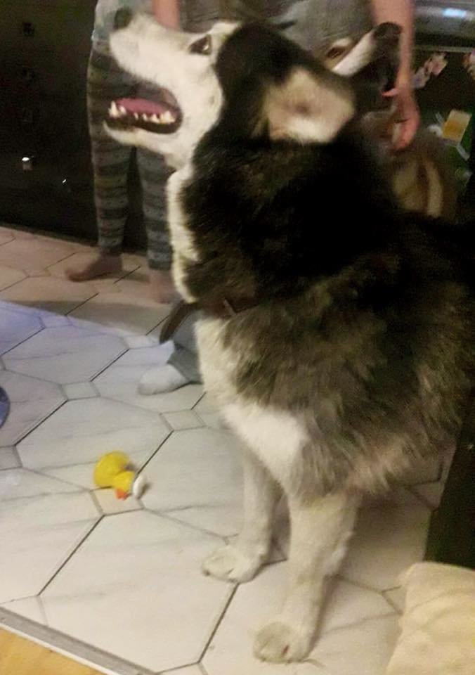 31501616_1792510097510686_4351544801405960192_n.jpg - Leszek66b