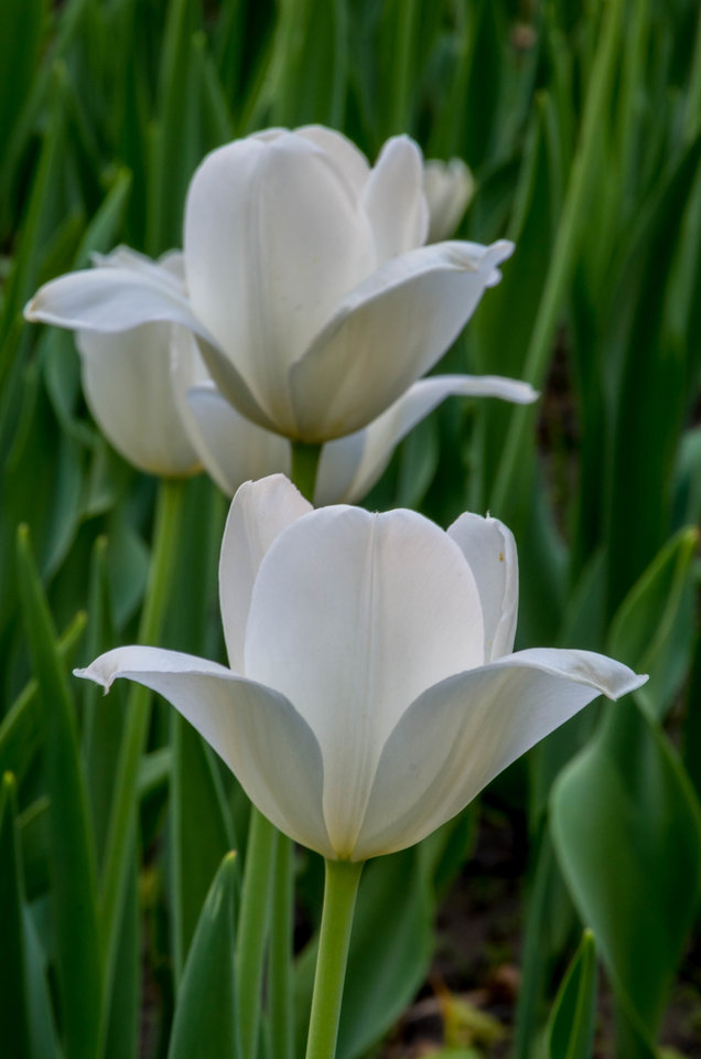 Tysz ładne ;) - mystic