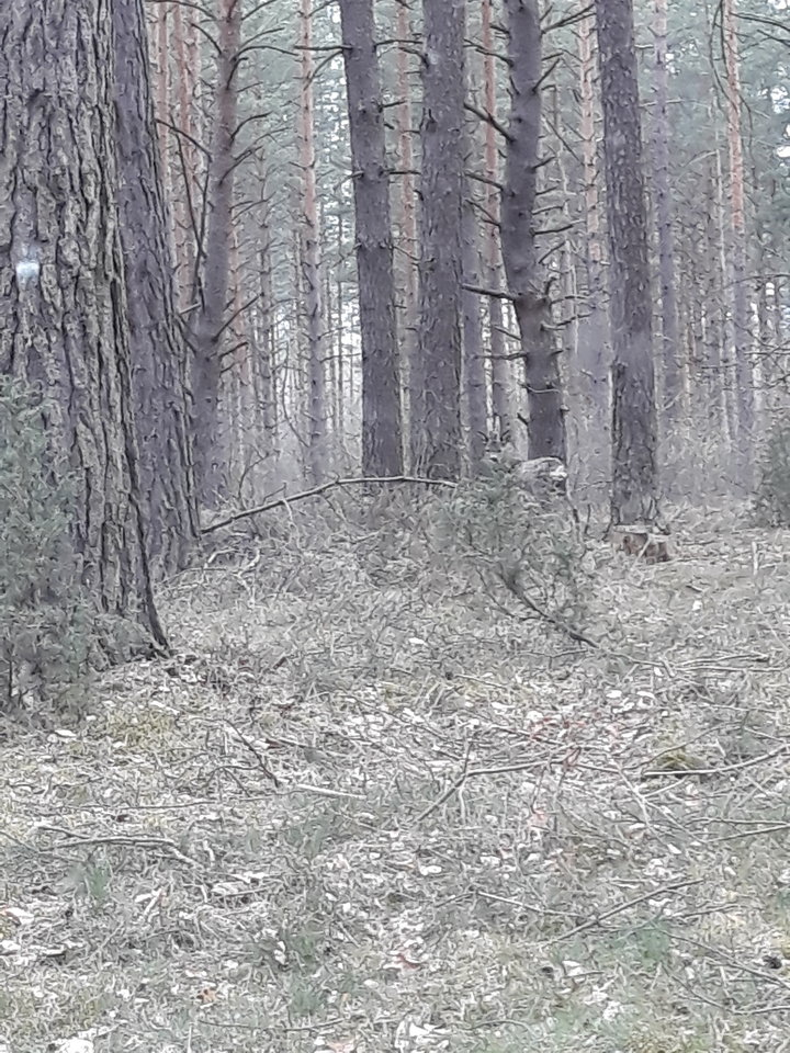 20180416_101509.jpg - wirtualna11