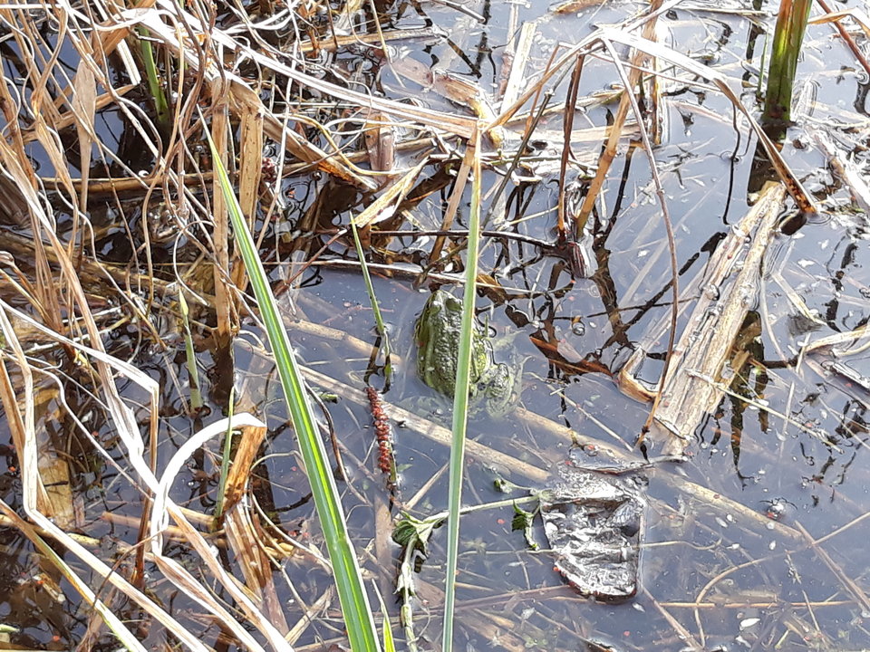 20180415_164656.jpg - wirtualna11