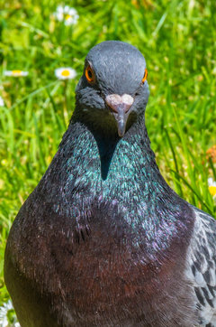 Prawie jak sokół :)