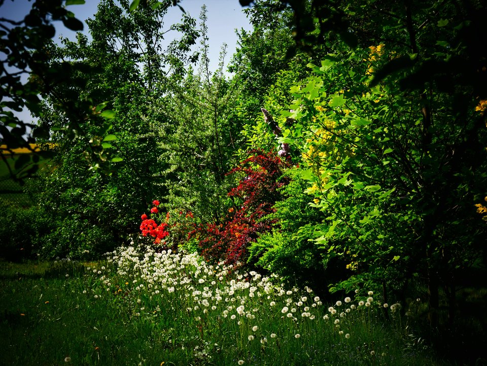 P1010584a.jpg - FoKam431