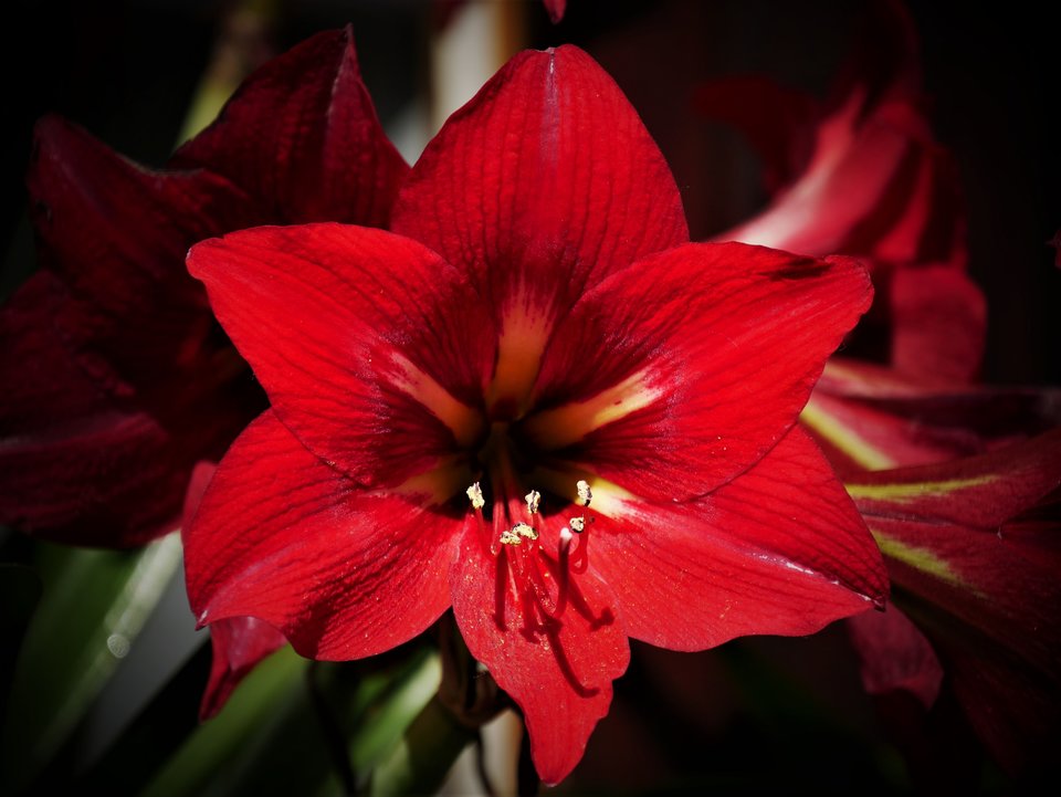 P1010581a.jpg - FoKam431