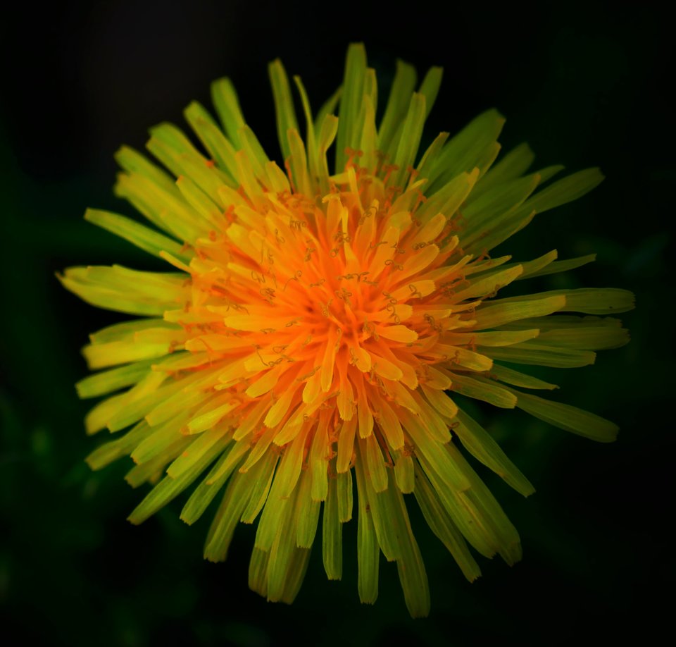 P1010665a.jpg - FoKam431