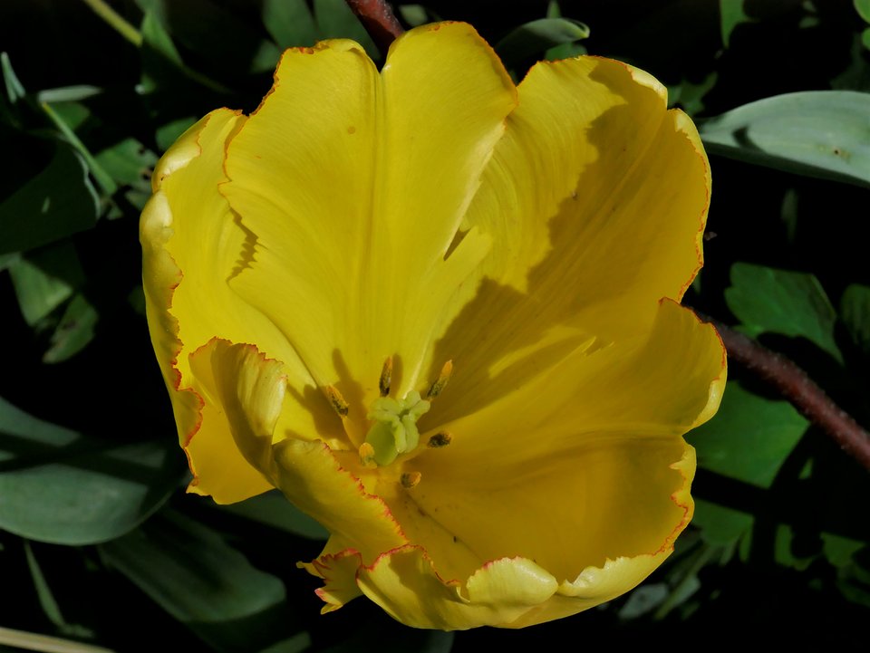 _1010876a.jpg - FoKam431