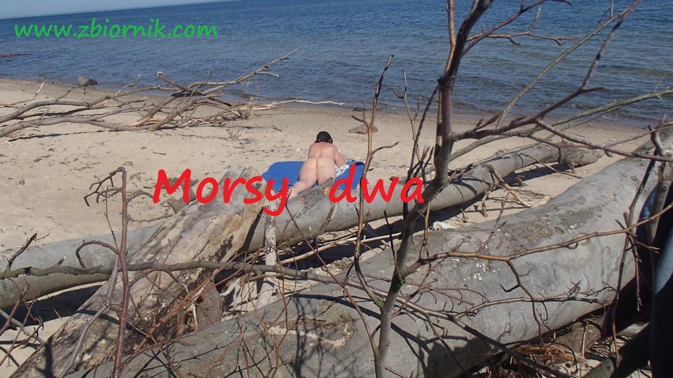 W słońcu. - Morsy_dwa