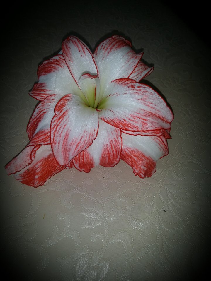 20180513_054358.jpg - Ninjabi