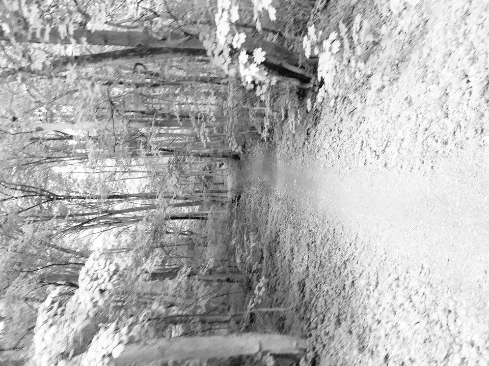 15263694519531807312855.jpg - dino8