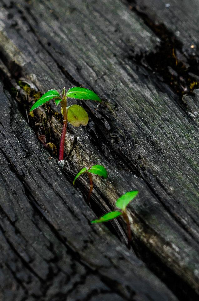 Drzewko w drewnie - mystic