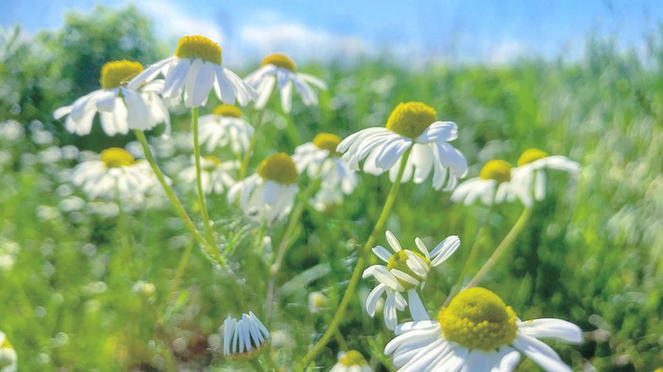 F3FCA96F-6539-4EE6-B425-7F2F3996B83A.jpeg - Mekagojiranogyakushu