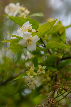Kompozycja na światło i kwiat