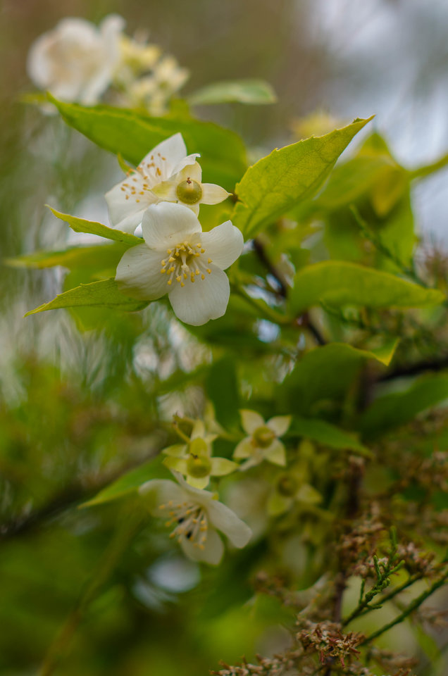 Kompozycja na światło i kwiat - mystic