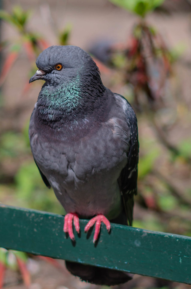 Przysiadł sobie - mystic