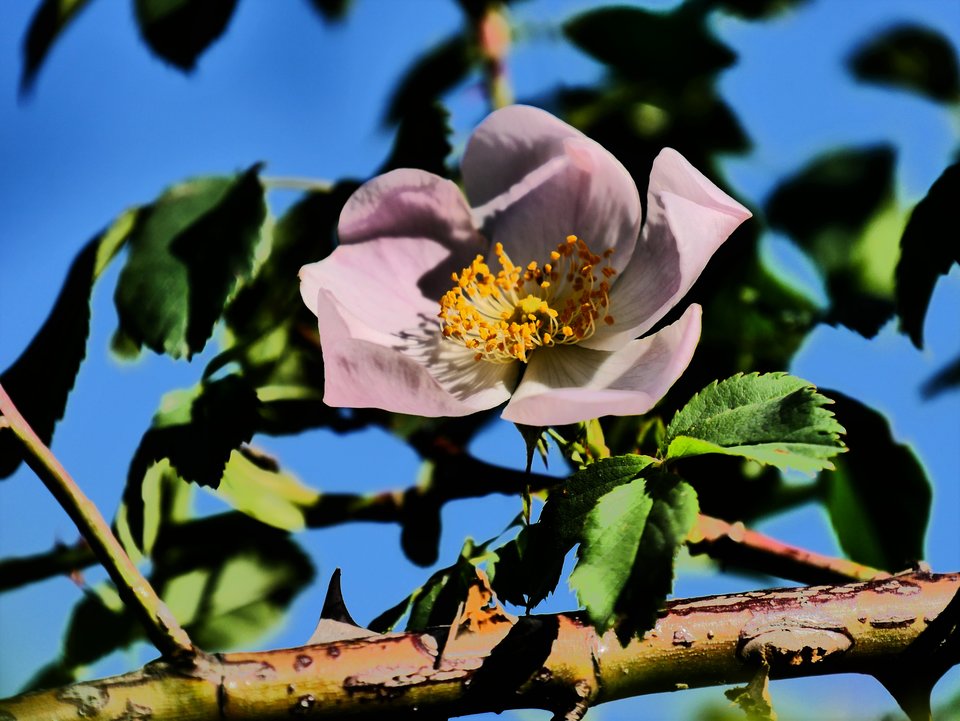 P1010928a.jpg - FoKam431