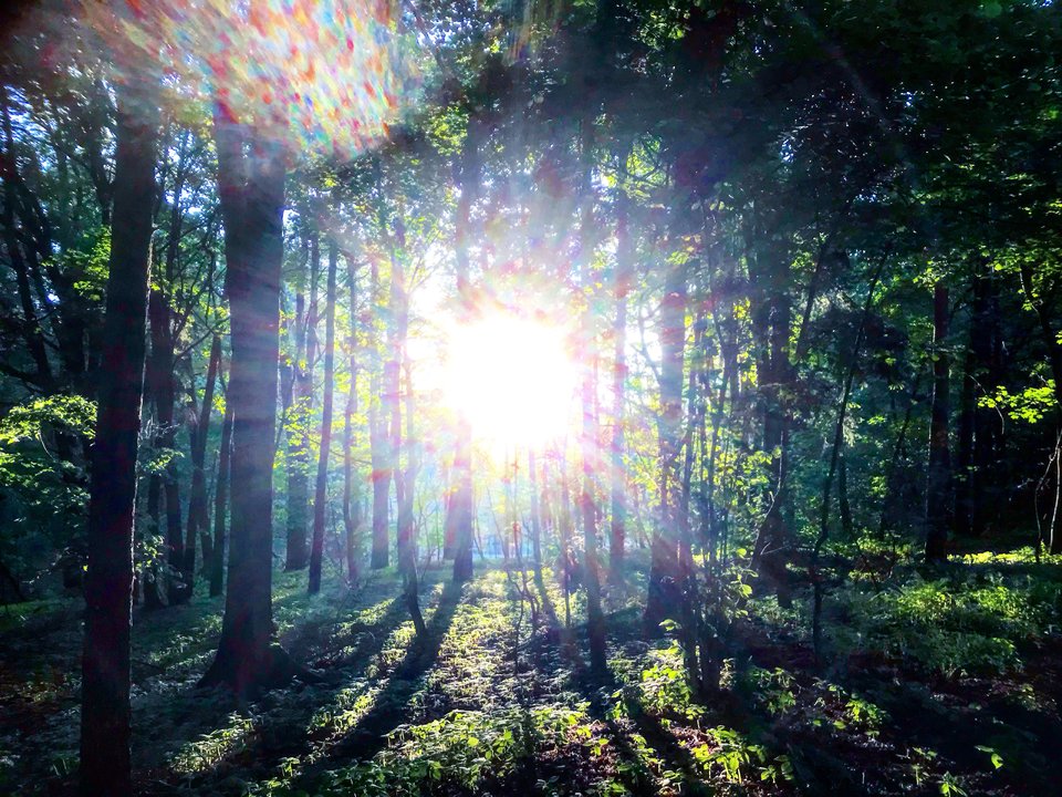 A7838422-6345-4993-AFEE-CF5DFFEA55B3.jpeg - Mekagojiranogyakushu