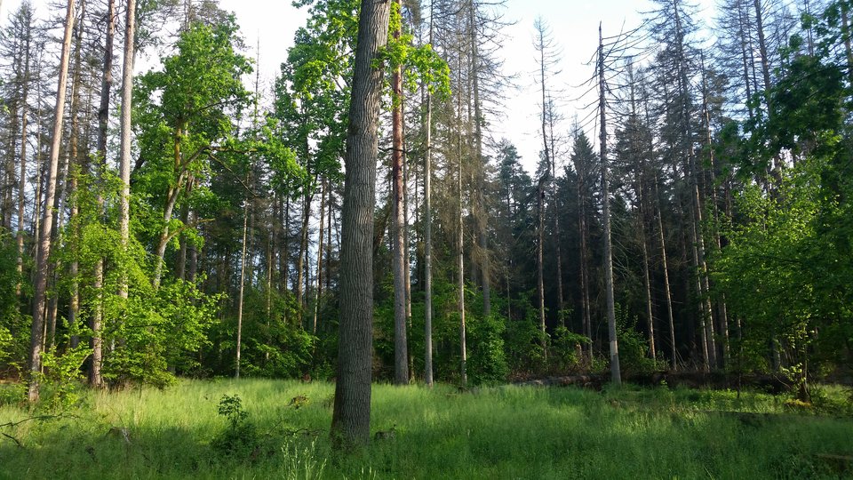 20180518_163945.jpg - skrad_dleihs