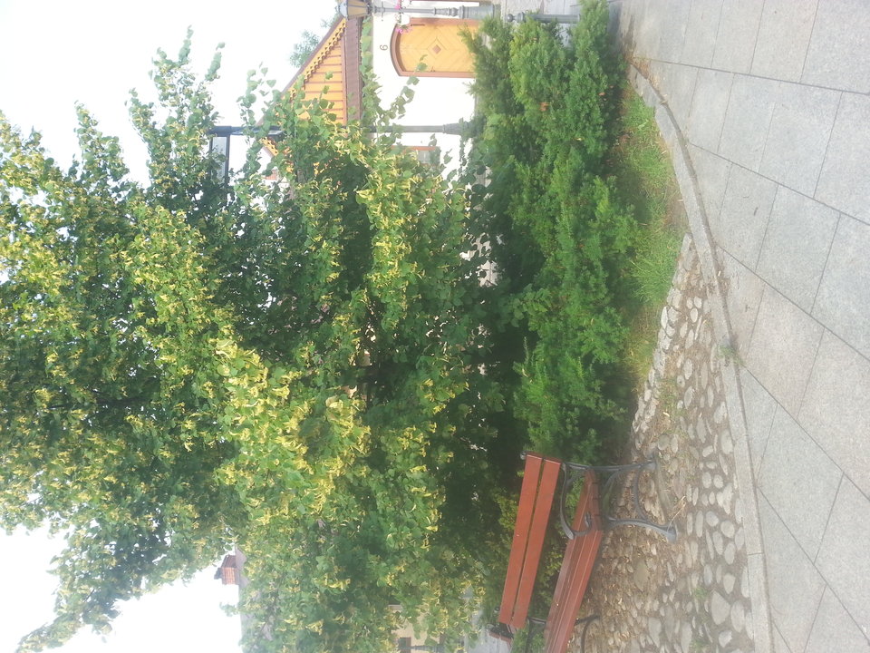 20170621_073910.jpg - glodna123